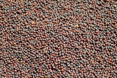 Green Leaf Black Red Mustard Seeds at Rs 125/kg in Jodhpur | ID ...