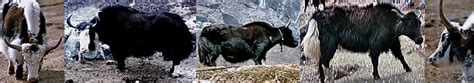 RAOnline Nepal: Economy - Taplejung District: Yak farming on the decline