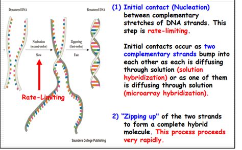 Solved Please describe the process of DNA hybridization, and | Chegg.com