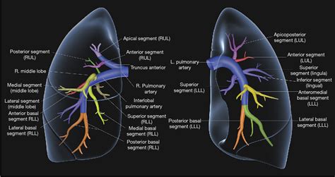 Lung Vascular Anatomy