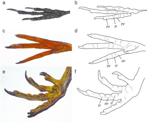 Examples of modern bird foot morphology. Photographs and line drawing ...