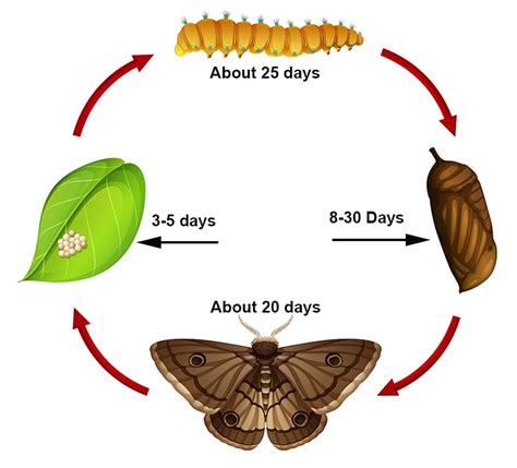 Armyworms #1 Way To Get Rid of Armyworms Now | Top Turf