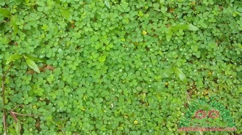 Desmodium triflorum (Common name: Beggarweed): A Creeping Plant with ...