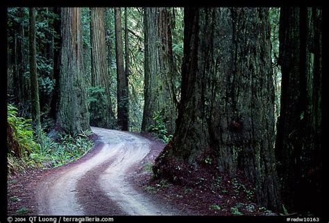 Picture/Photo: Twisting Howland Hill Road, Jedediah Smith Redwoods State Park. Redwood National Park