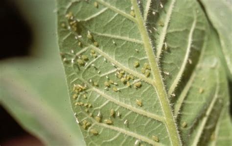 Walnut tree treatments, most common diseases and pests of this fruit tree, Nexles