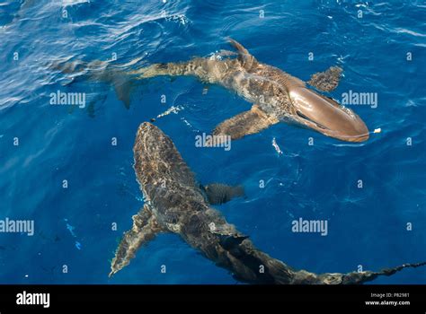 Requiem shark hi-res stock photography and images - Alamy