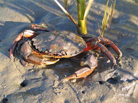 Coast is clear: European green crabs absent from Strait of Juan de Fuca ...