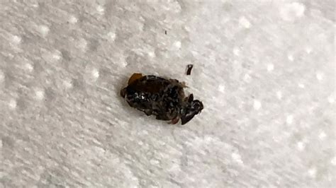 Bed Bug Shells, Casings, and Skins (Identification and What to Do)