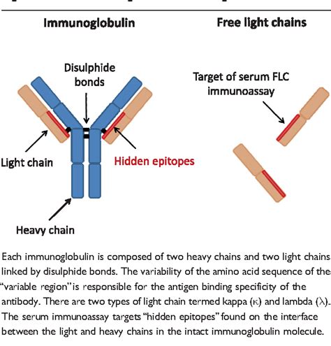 Figure 1 from Polyclonal free light chains: a biomarker of inflammatory ...