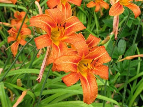 10 Wild Orange Day Lilly Plants Root System Only Twany | Etsy