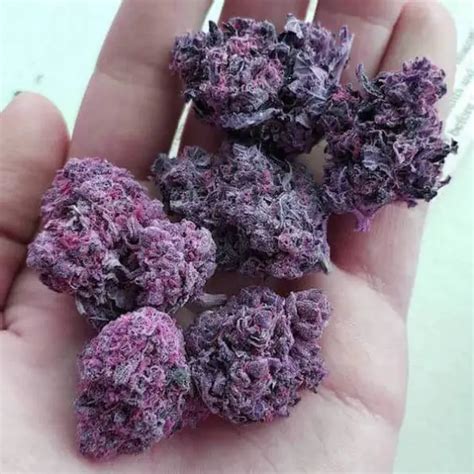 Dark Purple Weed Strains - Marijuana Beginners