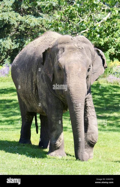 Lucy the elephant at Edmonton Valley Zoo our for her walk Stock Photo ...