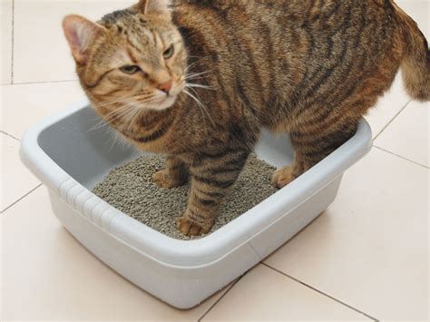 How to Maintain Your Kitten's Litter Box | Kitten litter box, Litter box, Litter