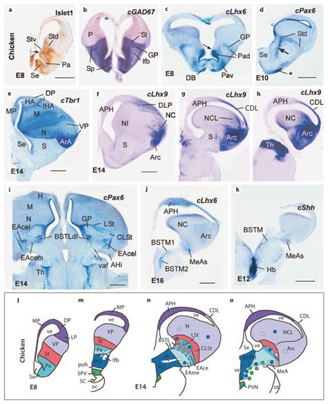 Pin by Glenn Kageyama on Brain Evolution | Evolution, Development ...