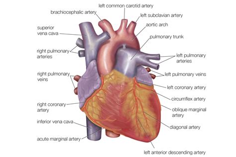 Anatomy of the Heart - Diagram View