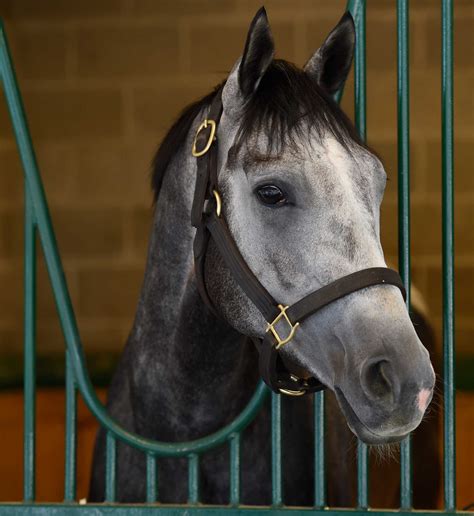 Triple Crown horses re-emerge for Jim Dandy, Haskell