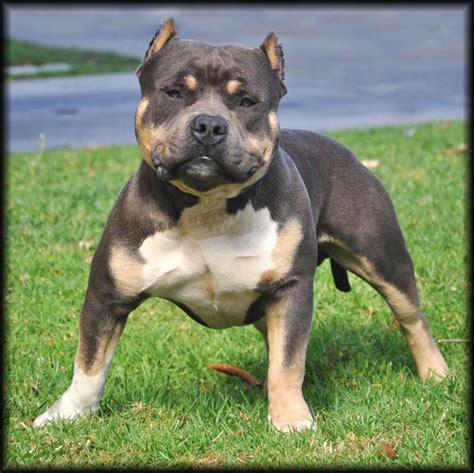 American Bully Xl Welpen