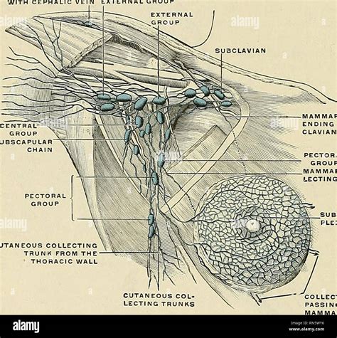 Supratrochlear lymph nodes hi-res stock photography and images - Alamy