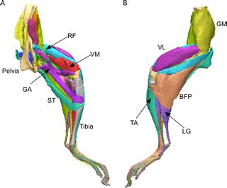 Anatomy Of Mice