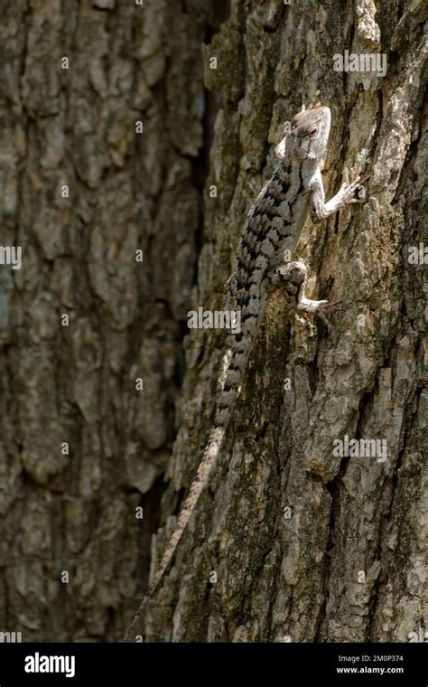 Crevice Spiny Lizard Stock Photo - Alamy