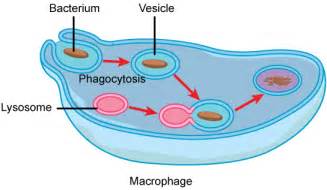 Vesicles and Vacuoles, Lysosomes, and Peroxisomes – Mt Hood Community College Biology 101