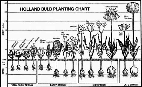 All the Dirt on Gardening: 10.13