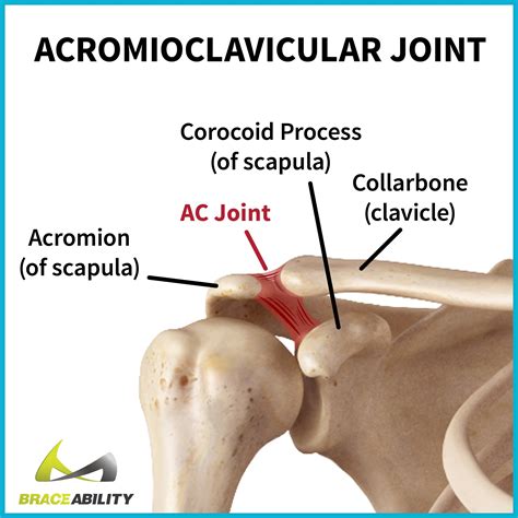 Shoulder Anatomy Acromioclavicular Joint