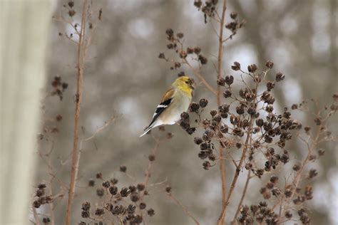 Snow-Birds-2016–206 – First Baptist Church, Lexington, NC USA