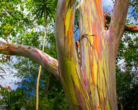 Rainbow Eucalyptus Trees in Haiku-Pauwela, Hawaii - Kid-friendly Attractions | Trekaroo