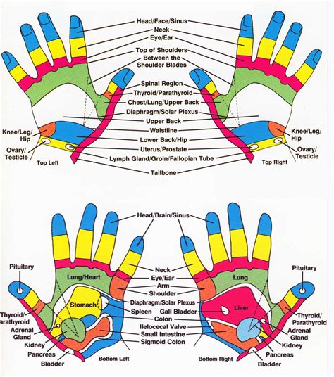 Hand Reflexology Chart - Aromatherapy Well Being