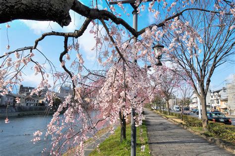 Early 2015 cherry blossoms along Kamo River in... | Tokyo Fashion