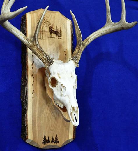 Hunting. European Mount Plaque. Deer Hunting. Deer Skull | Etsy