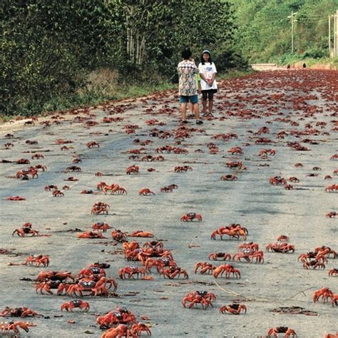 Annual Red Crab Migration on Christmas Island | Amusing Planet