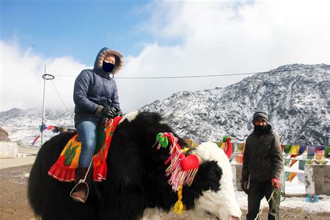 Yak Ride (Yak Safari) at Tsomgo Lake in East Sikkim