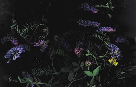 purple and yellow flowers are in the dark