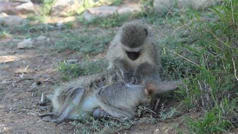 A Vervet Monkey (Cercopithecus Aethiops) Youngster With Broken Or Deformed Back Legs. This ...