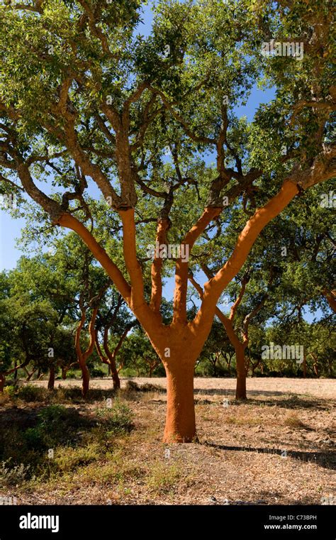 Cork Trees Portugal Stock Photos & Cork Trees Portugal Stock Images - Alamy