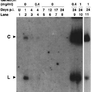 Diagram showing insertion of the neomycin-resistance gene by... | Download Scientific Diagram