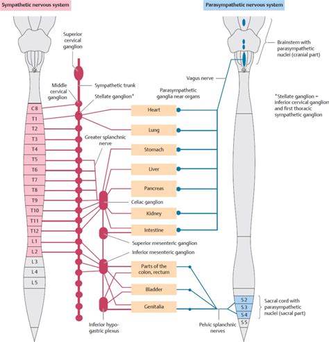 Autonomic Nervous System | Basicmedical Key