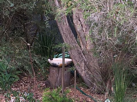 A humble birdbath – Gardens for Wildlife Victoria