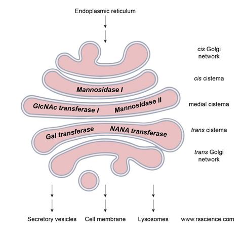 Golgi