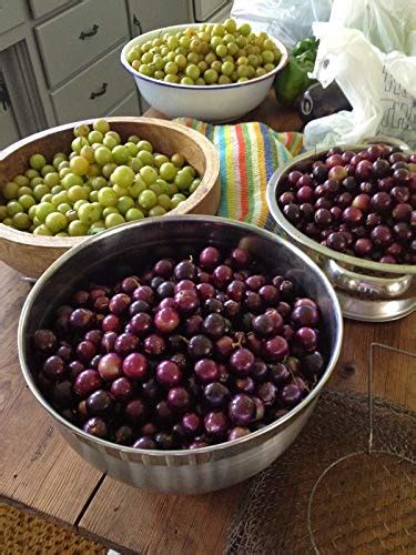 Scuppernong Red Tame (Vitis rotundifolia) Seeds by Robsrareandgiantseeds UPC0764425789130 Non ...