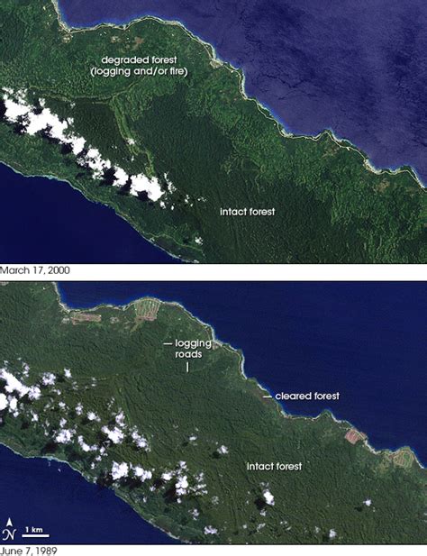 Forest Change on New Ireland, Papua New Guinea : Image of the Day