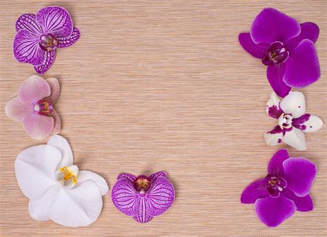 Orchid Flowers On Beige Texture Background For Spa Design Stock Photo - Download Image Now - iStock