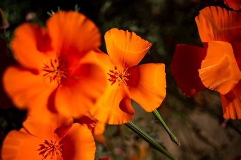 California Wildflowers: How to Catch the Spring Blooms - The New York Times