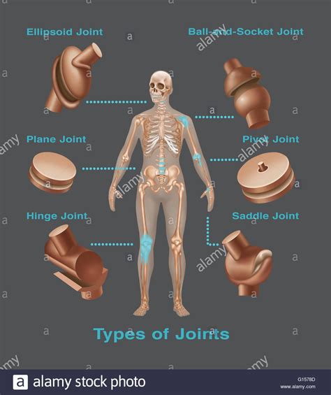 Pin on ASR Basic Anatomy & Physiology