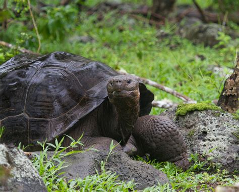 Island Conservation Breeding Efforts May Resurrect Giant Tortoise ...