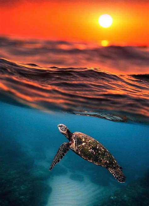 Baby Sea Turtles Wallpaper