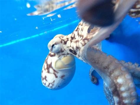 Pet Octopus - Care Guide, Breeding, Tank Size, and Disease