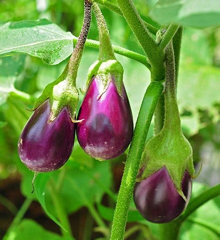 Solanum melongena - Wikipedia